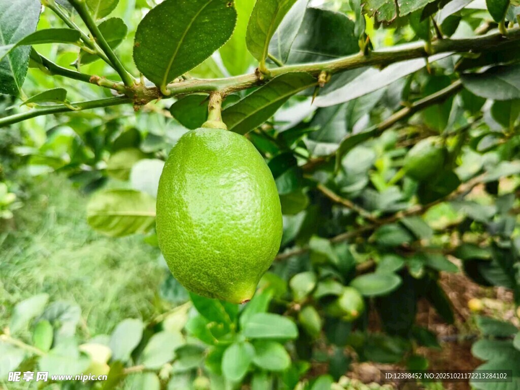 枝头青果