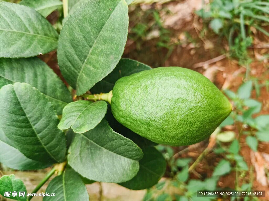枝头青柠檬