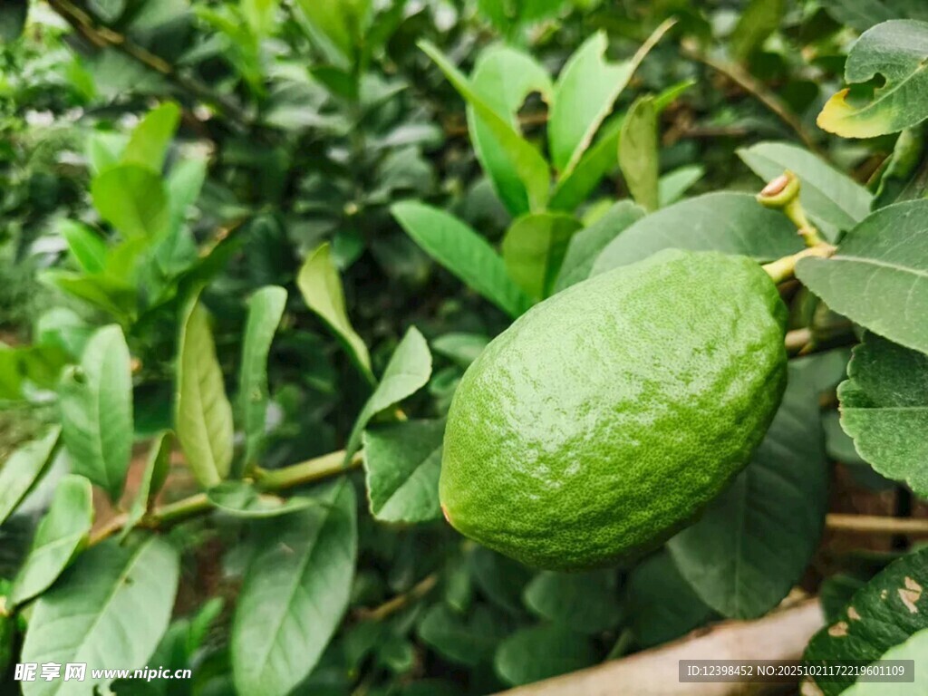 树上的新鲜牛油果