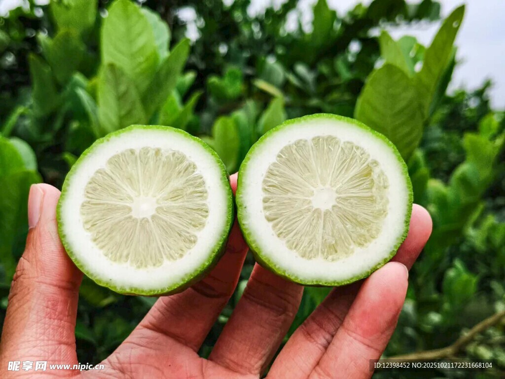 手捧切开的新鲜青柠