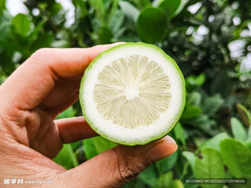 手持半颗清新青柠檬