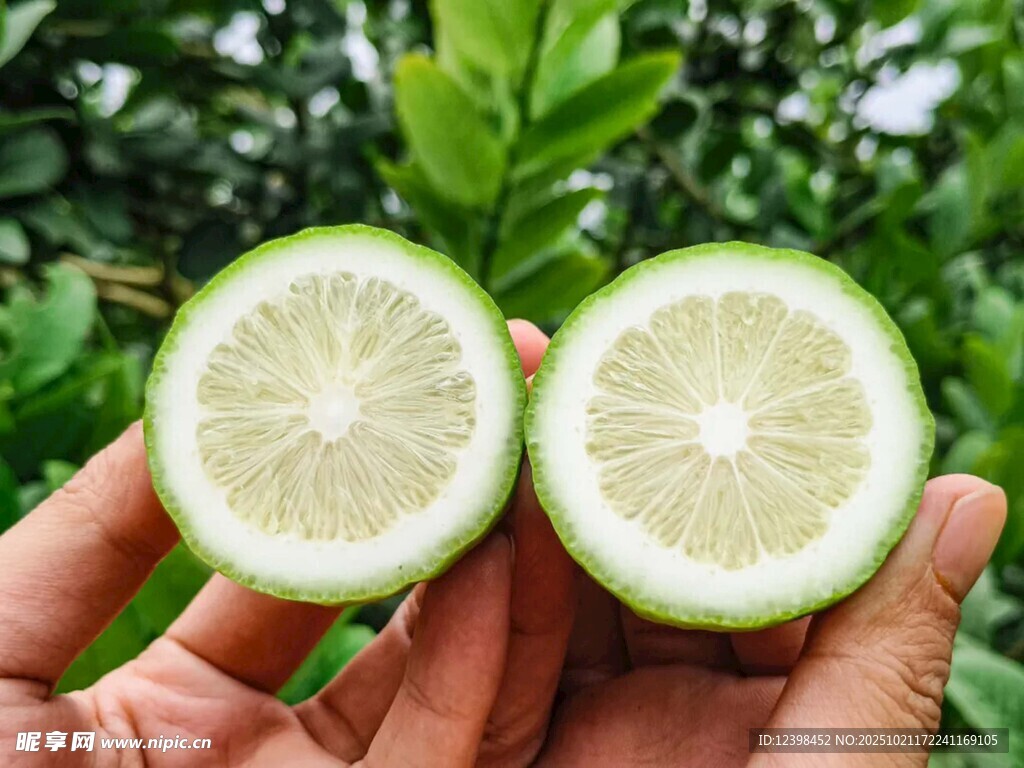 手捧切开的新鲜青柠