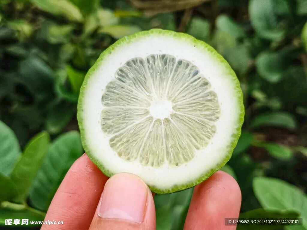 手持半颗青柠檬特写