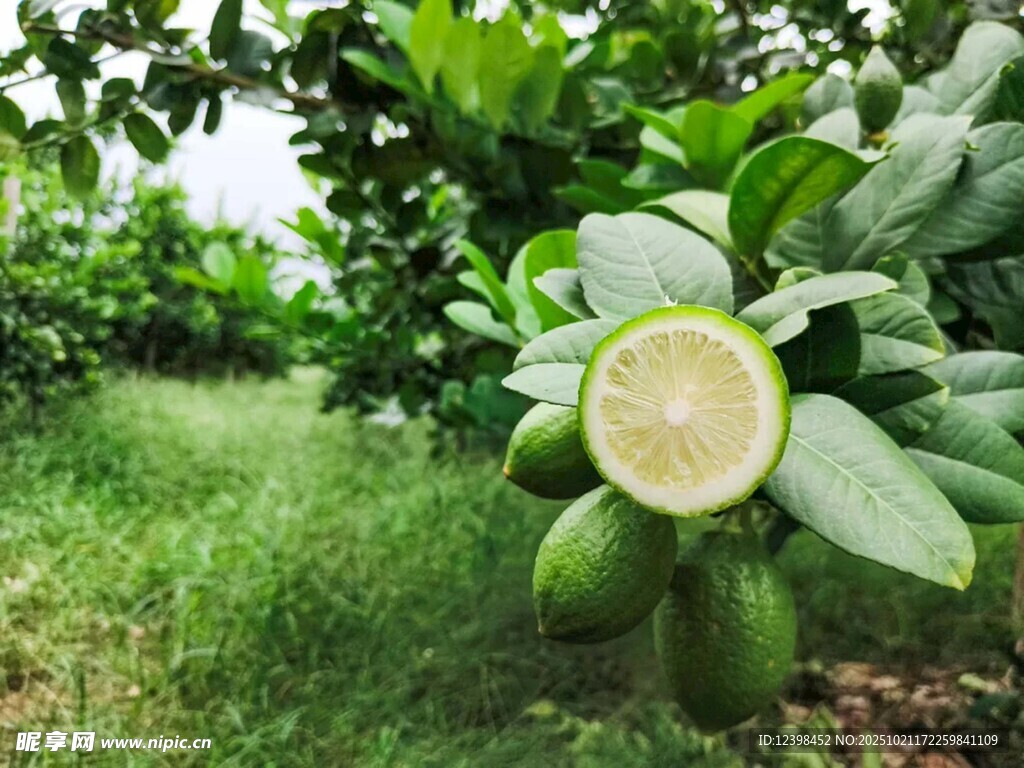 果园中切开的青皮番石榴
