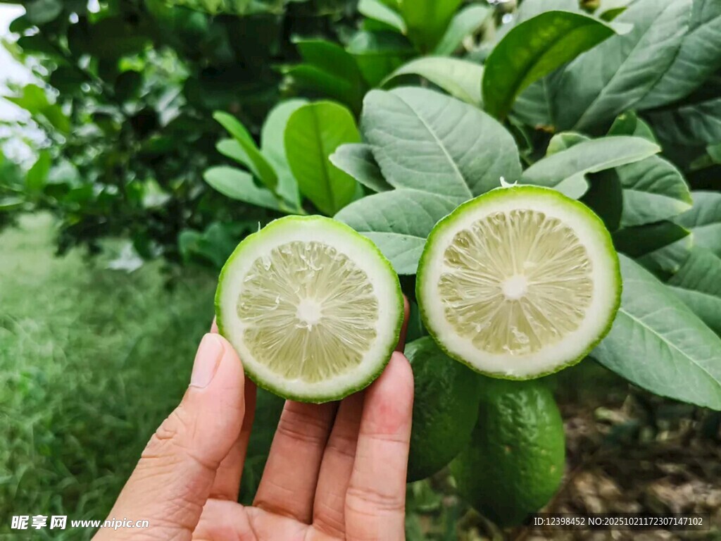 手捧切开的新鲜青柠
