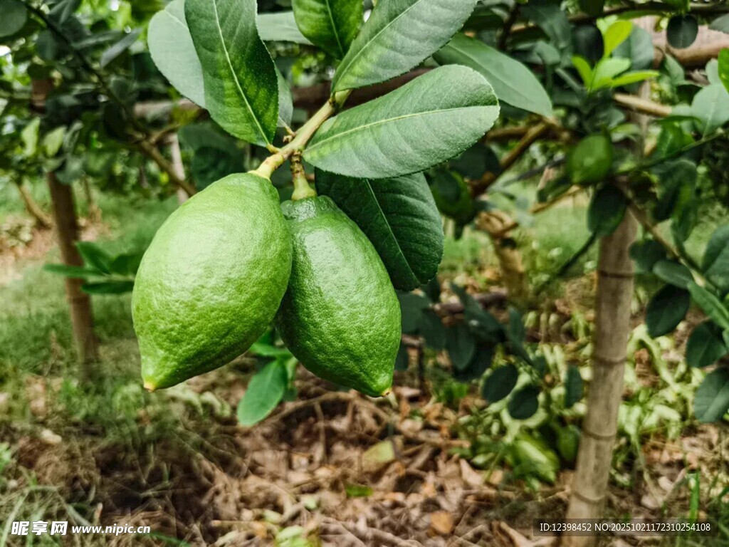 树上的青绿色番荔枝果实