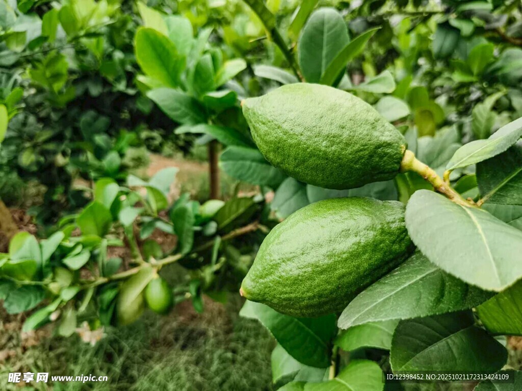 枝头的青绿色番荔枝