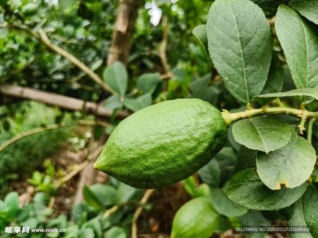 枝头嫩绿柠檬待成熟