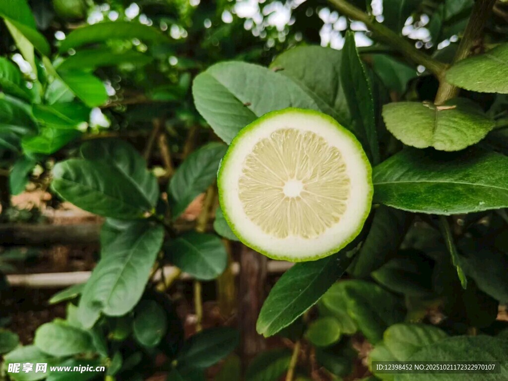 切开的青柠挂在枝叶间