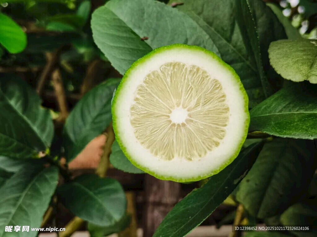 切开的青柠檬与绿叶