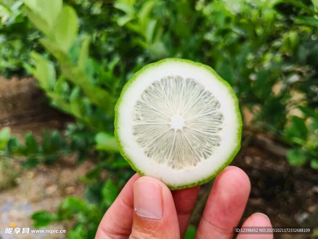 手捧半颗清新青柠檬