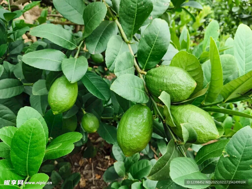 青柠檬挂在繁茂枝叶间