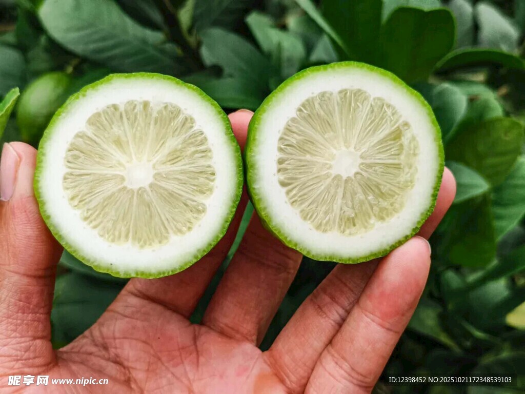 手捧两半新鲜青柠檬