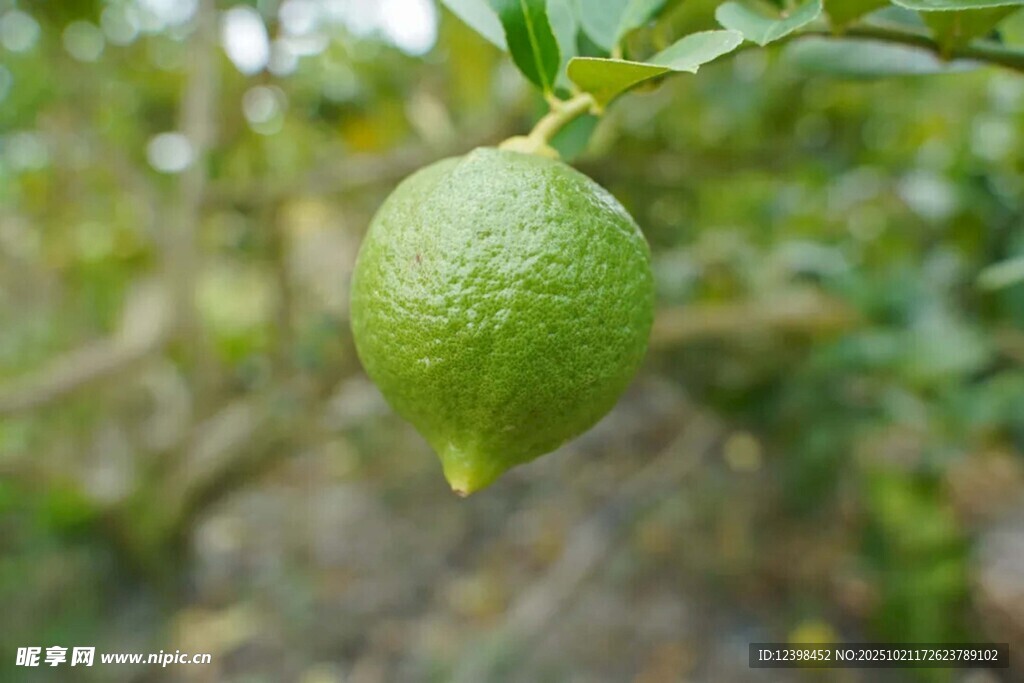 枝头青柠檬