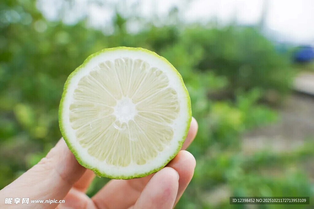 手捧半颗新鲜青柠檬