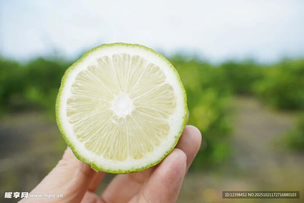 手持半片清新青柠檬