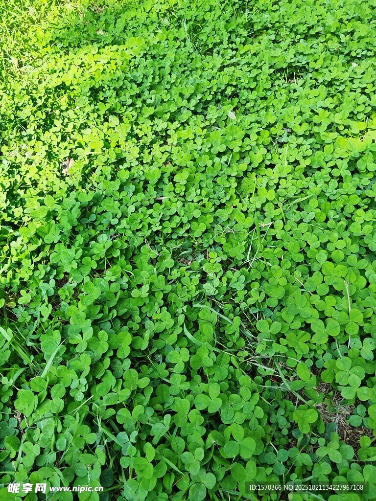 翠绿繁茂的地面绿植景观 三叶草