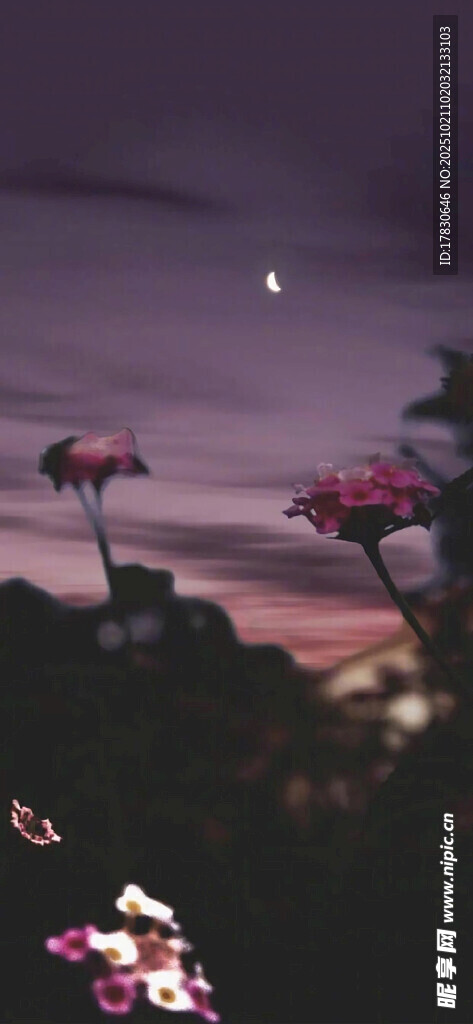 夜幕下的绚烂花卉景观
