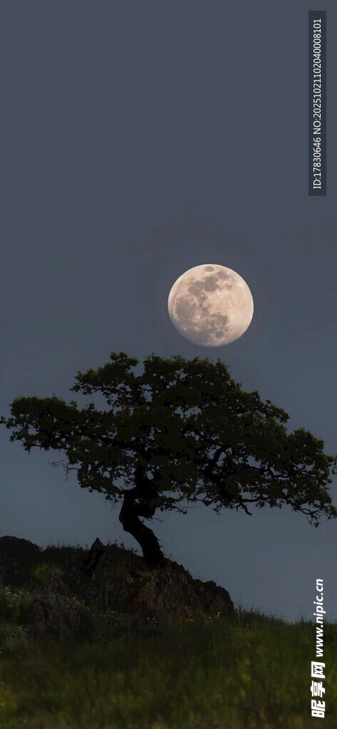 月夜孤树