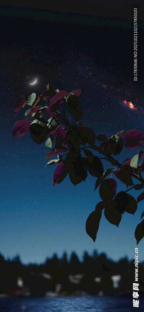 夜幕下枝头绽放的花朵