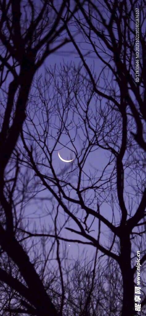 夜幕下的枯树枝