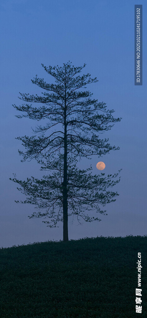 月夜孤树静谧自然景致