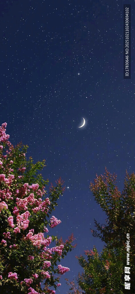 月夜繁花景