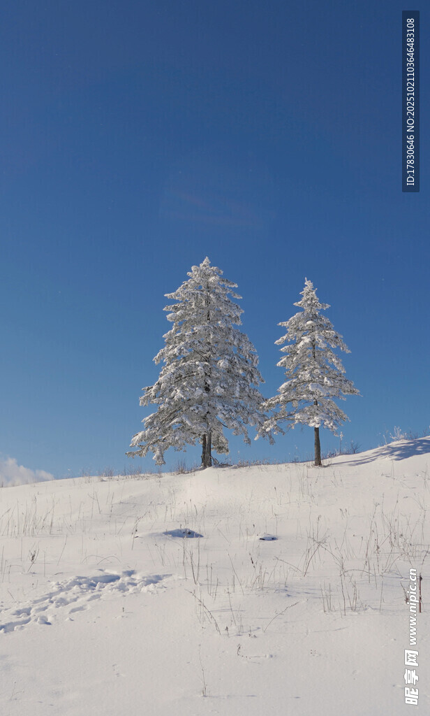 冬日雪境中的两棵雪松
