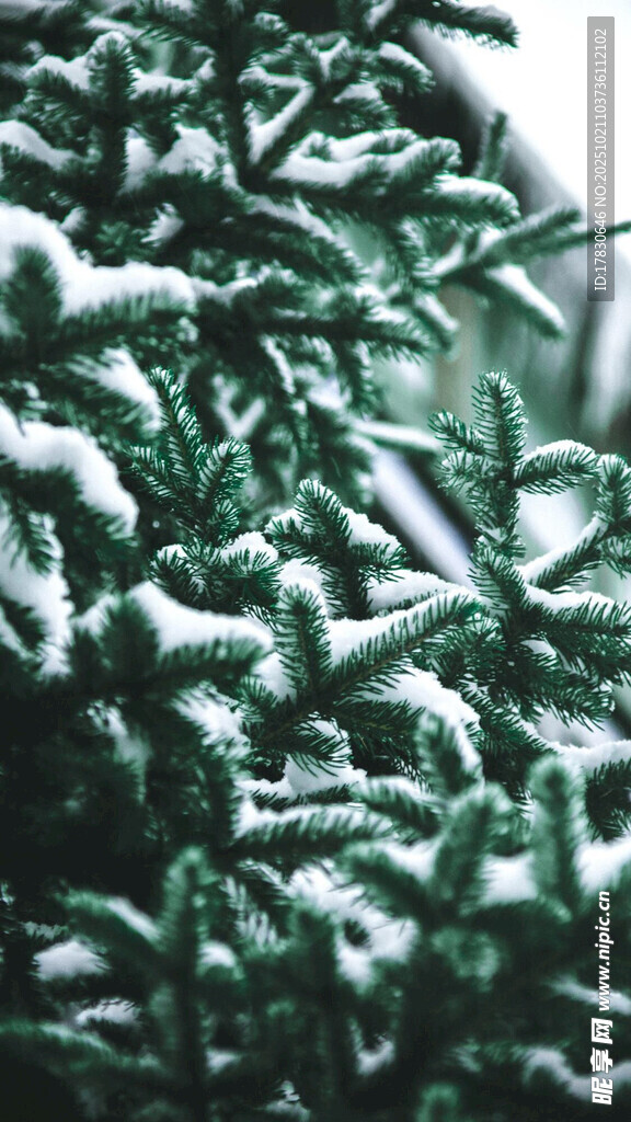 雪覆松枝