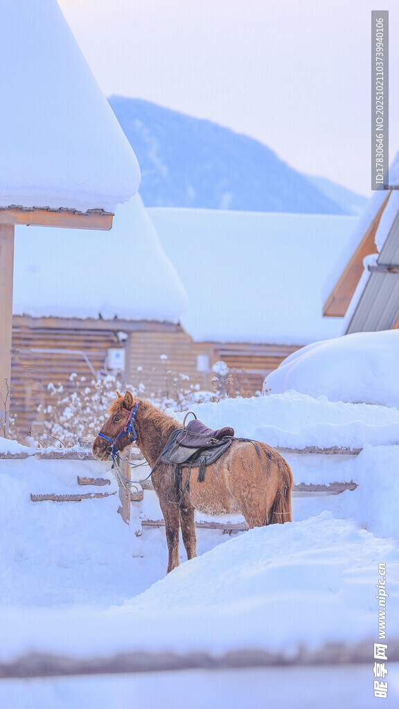 雪地中的骏马