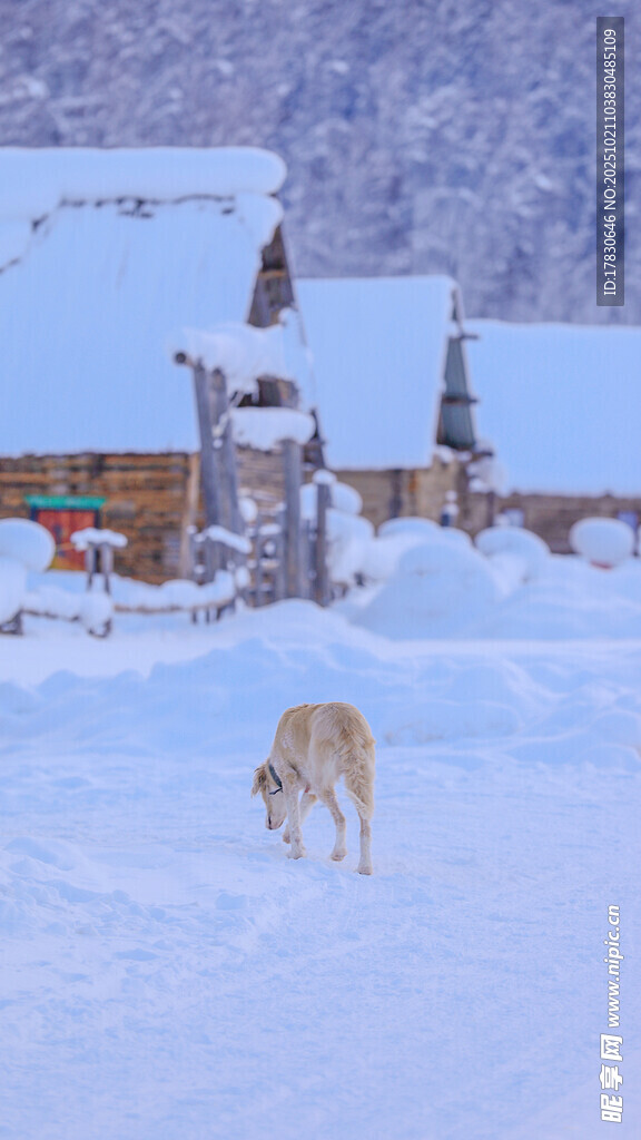雪地中漫步的狗狗