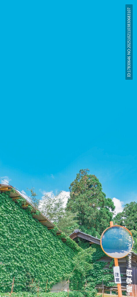 蓝天绿树间的清新景致