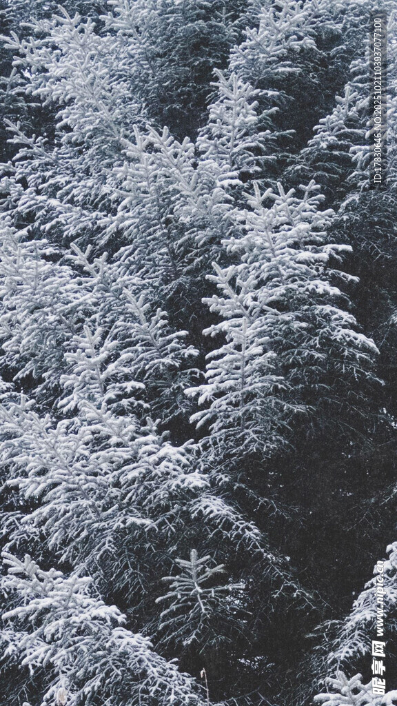 雪覆松林美景