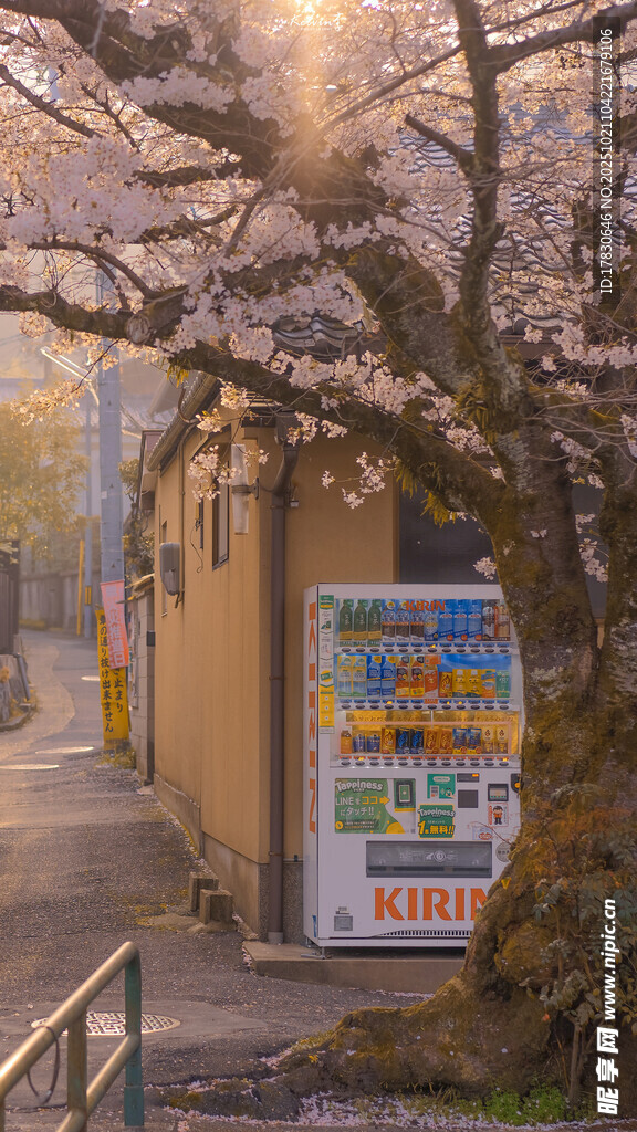 春日樱花下的街头广告牌