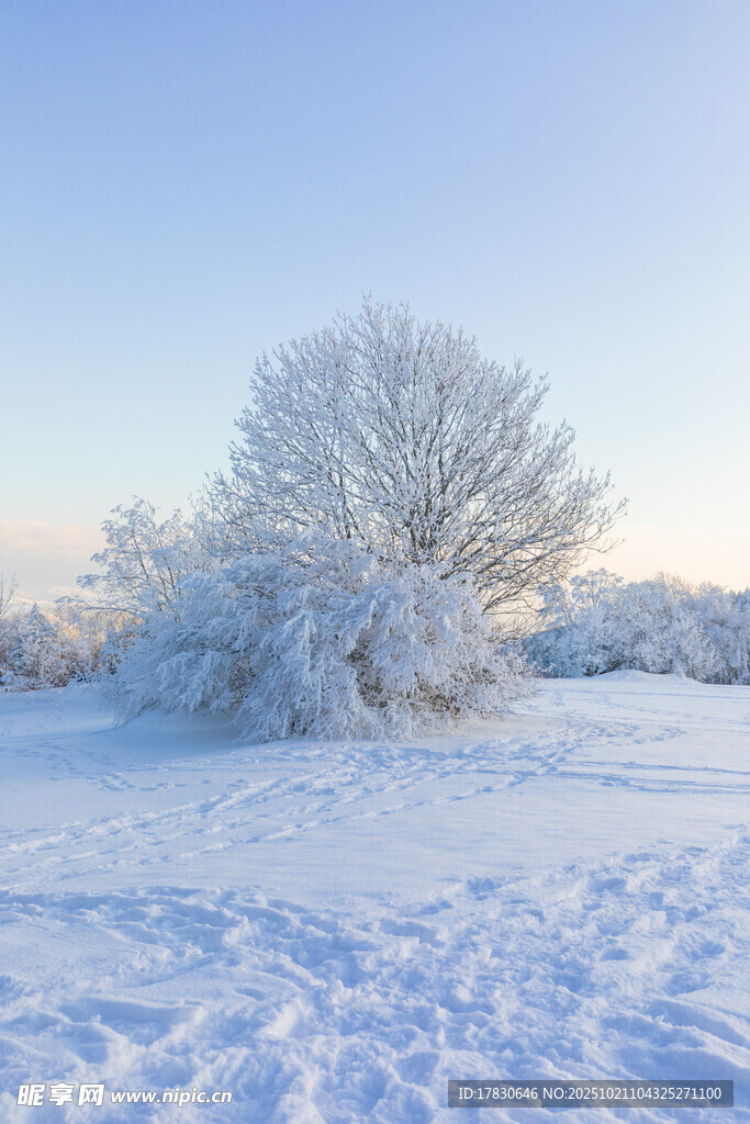 冬日雪覆树木的静谧场景