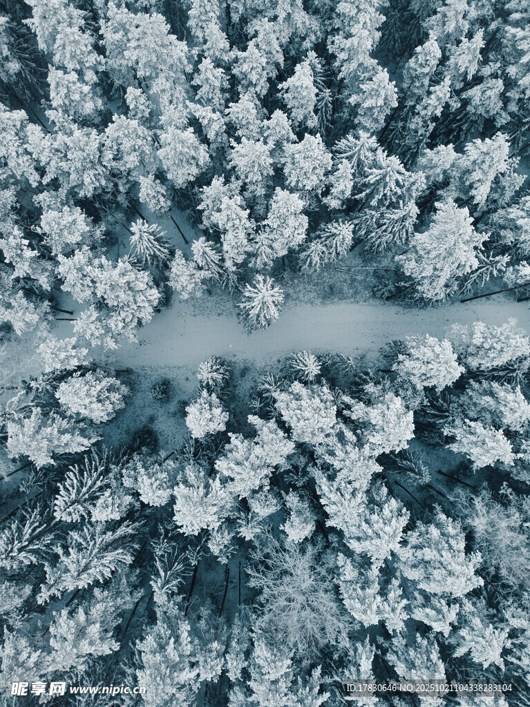 冬日雪覆森林鸟瞰美景
