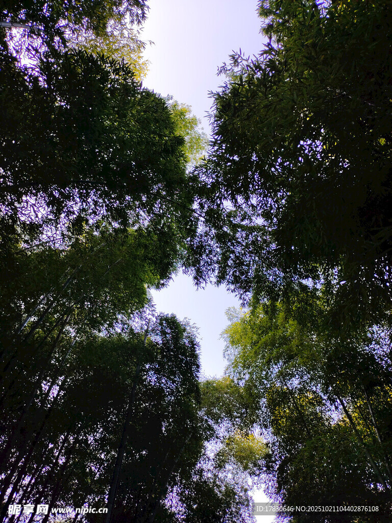 仰视茂密树林树冠景象
