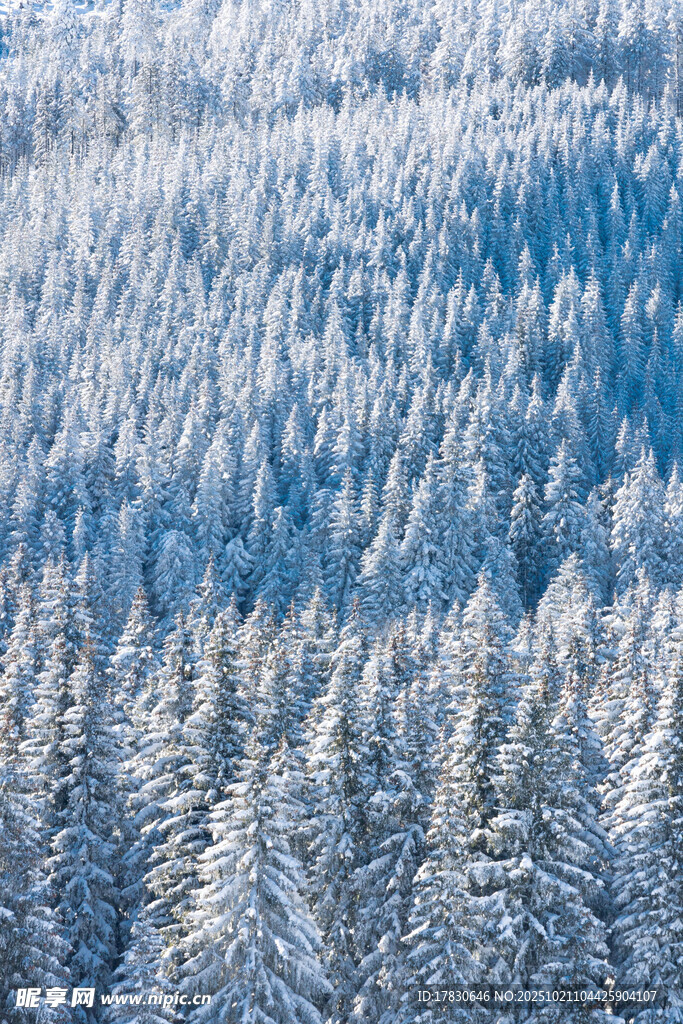 雪覆森林美景