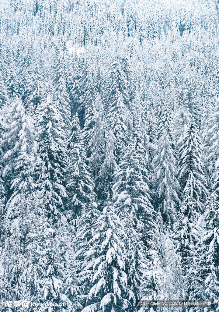 冬日雪覆森林景观