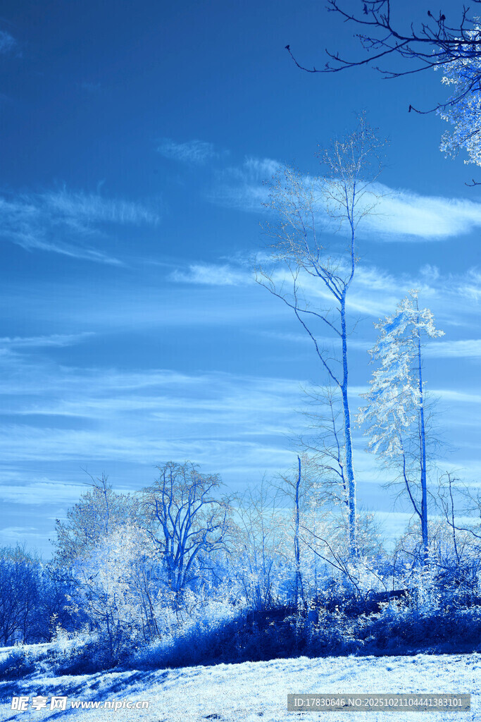 冬日雪景中的银白树木