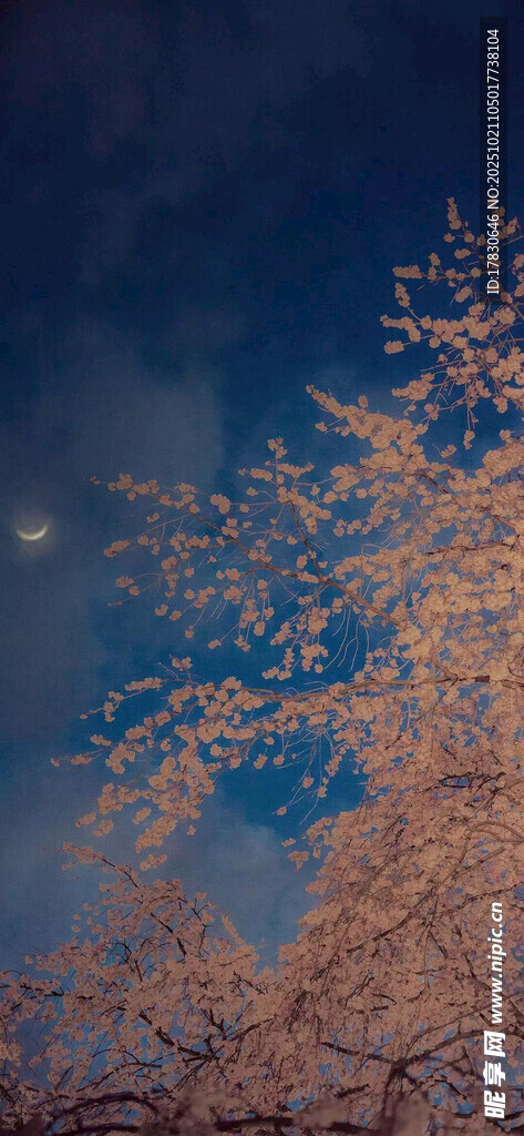 夜空下的绚烂花枝
