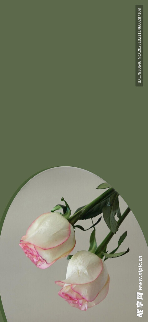 两朵清新粉白玫瑰花