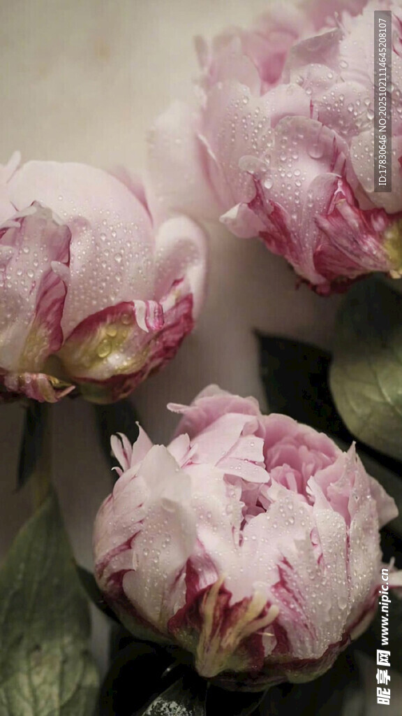 娇艳粉色牡丹花