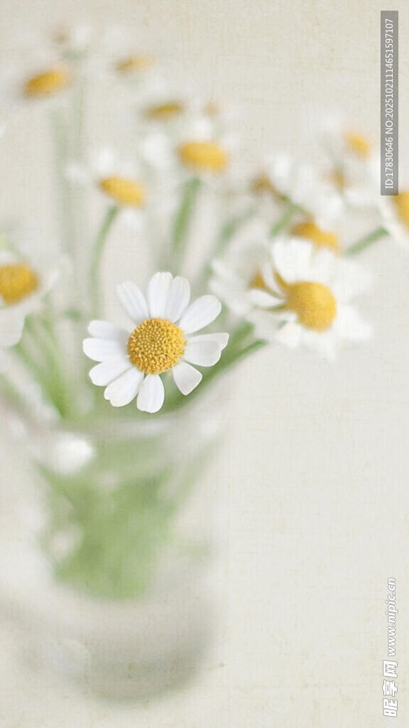 花瓶中的清新小雏菊