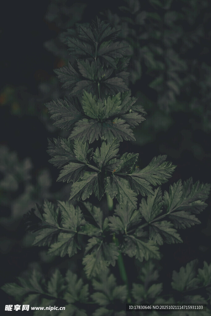 暗调下的翠绿植物叶片