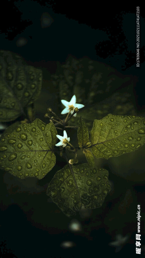 暗夜中的星星状发光植物