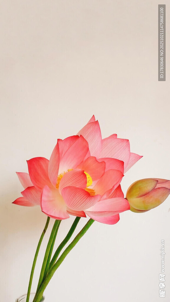 粉色娇艳荷花插花图