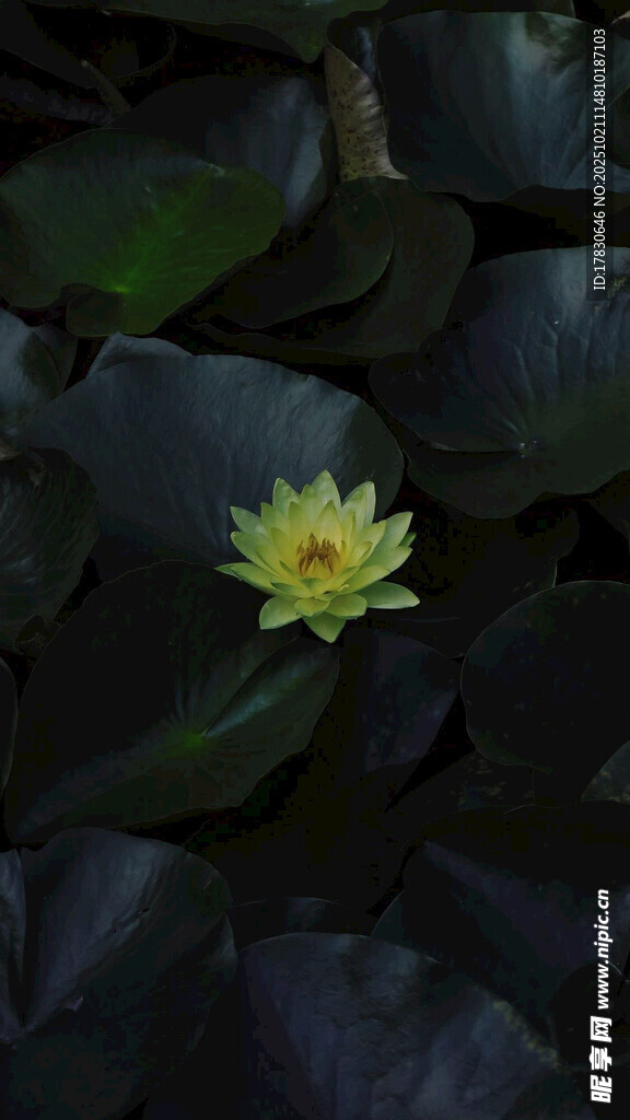 水中黄睡莲绽放