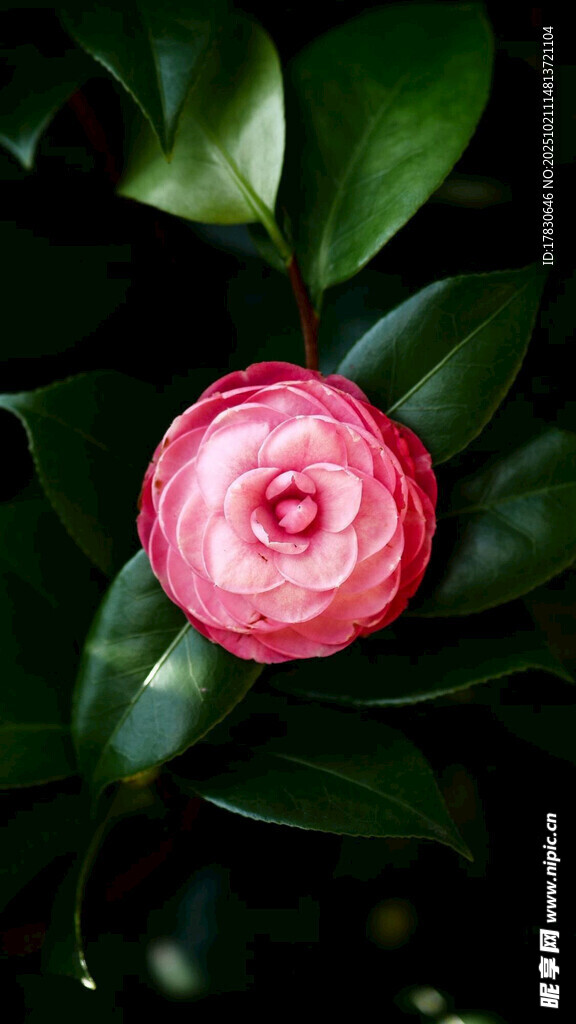 娇艳山茶花绽放绿叶间