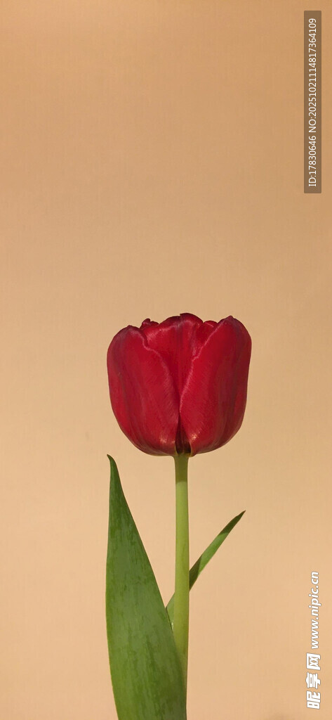 单支红色郁金香特写
